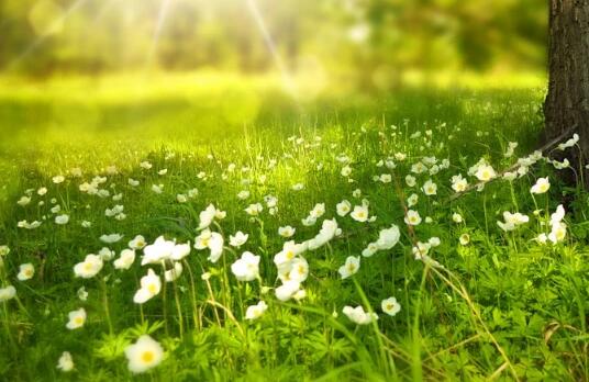 牛年寶寶草字頭的好聽(tīng)名字有哪些？