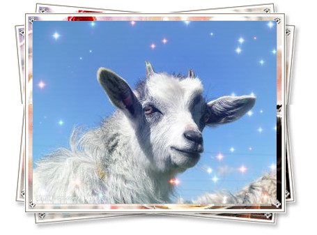 生肖屬羊命不好?從“十羊九不全”的由來知道并非如此