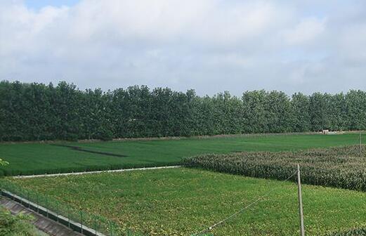 新版農牧種業(yè)公司名字大全