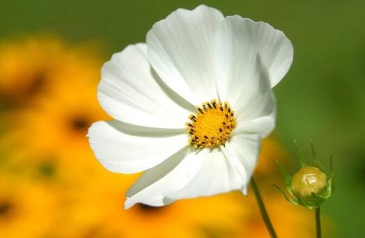 牛年女寶寶女孩時(shí)尚好聽(tīng)的名字賞析